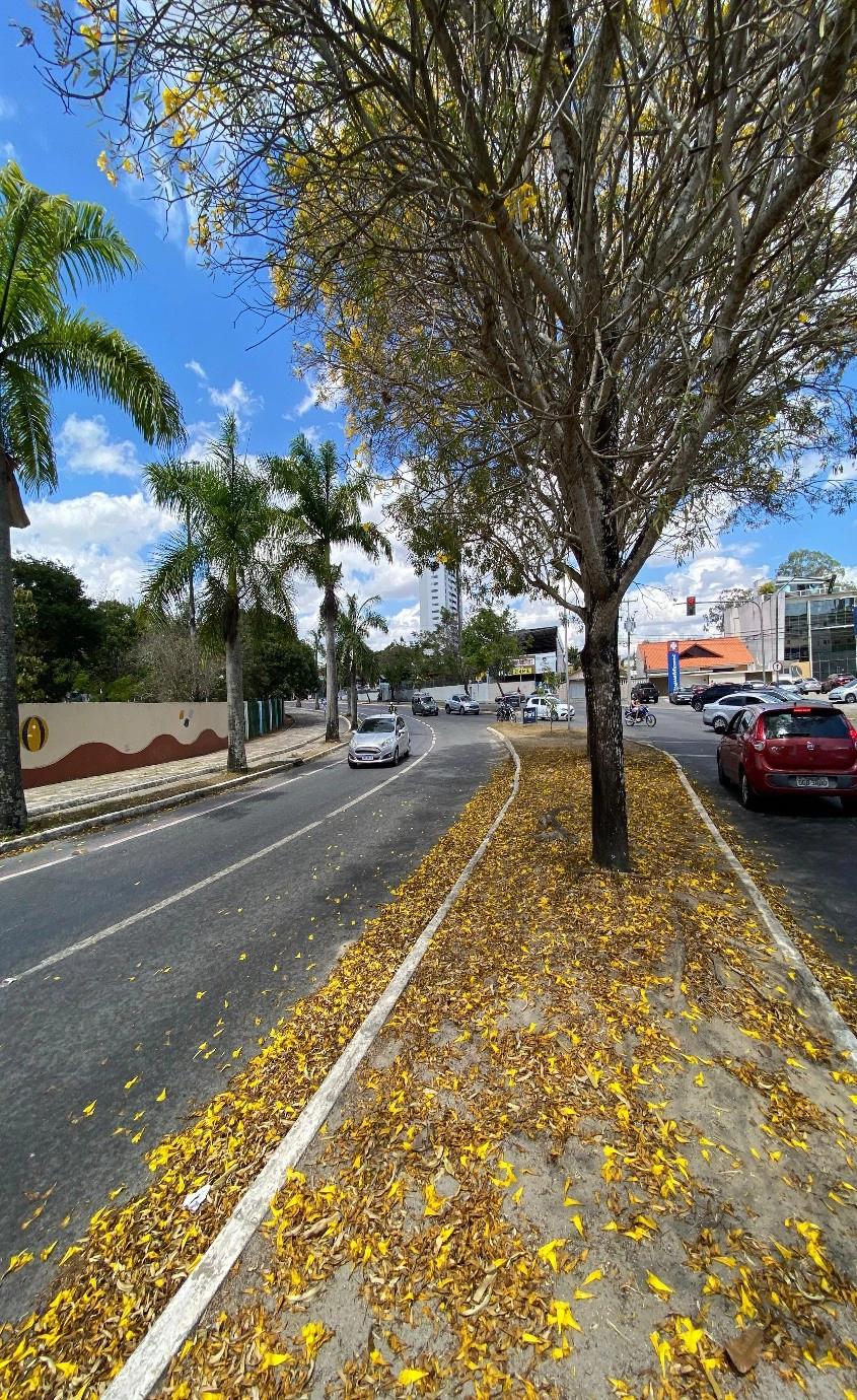 Jardim Tavares