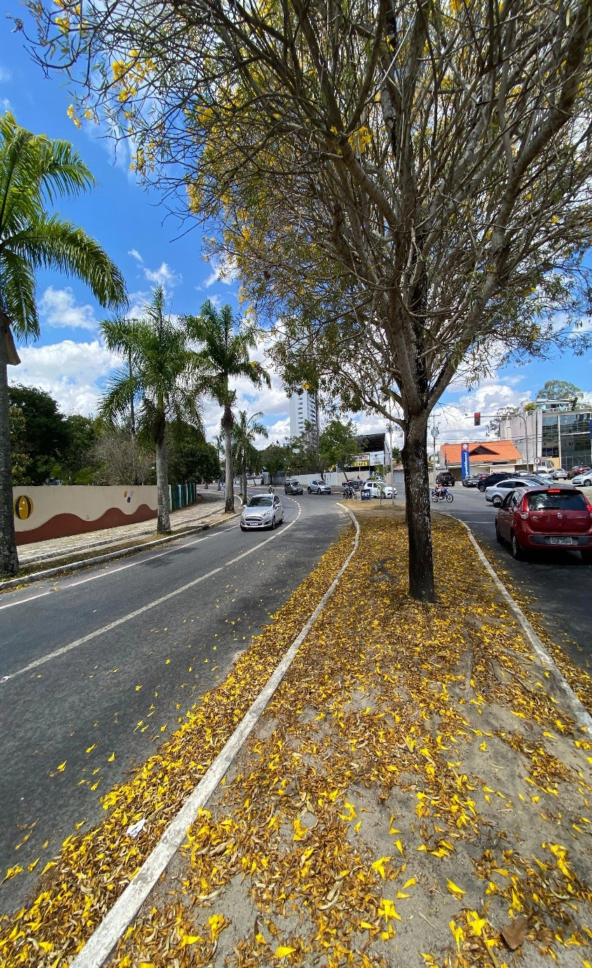 Jardim Tavares